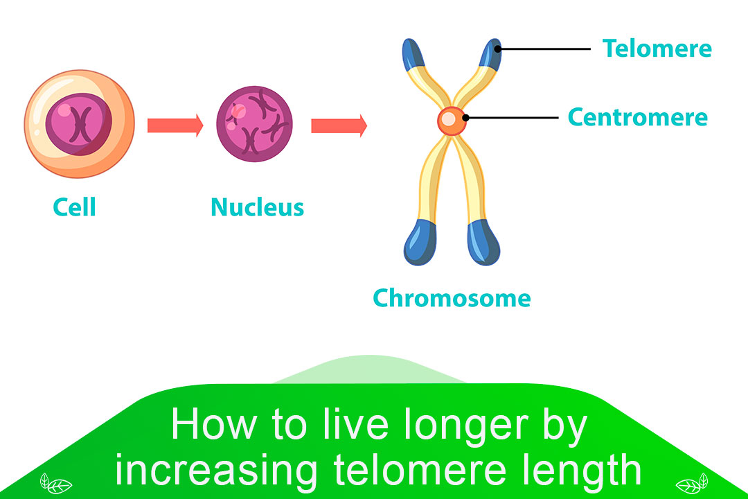 How to live longer by increasing telomere length based on science